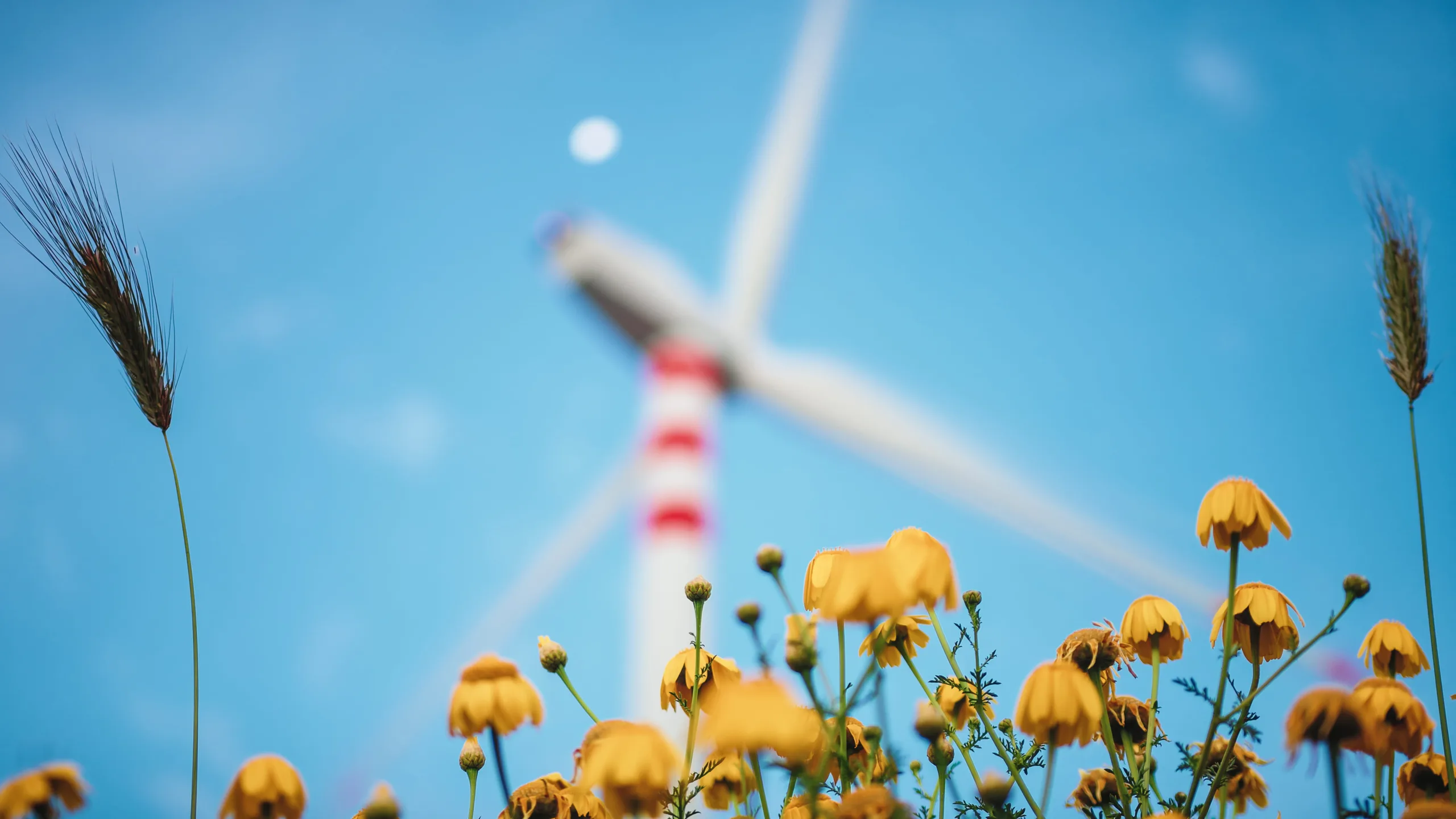 spinning wind turbine over yellow flower ecology c 2026 03 24 07 11 27 utc (1)